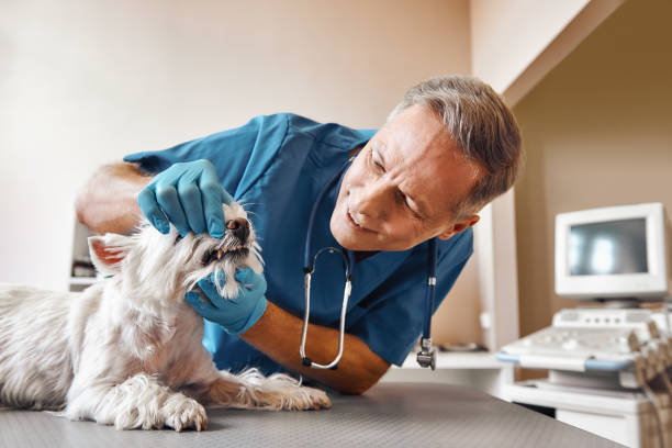 Best Emergency Treatment for Toothache in Friday Harbor, WA